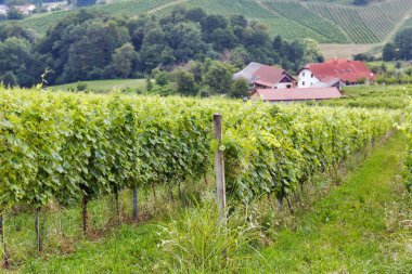 Slovenya, Maribor yakınlarındaki yaz kırsal arazisi.