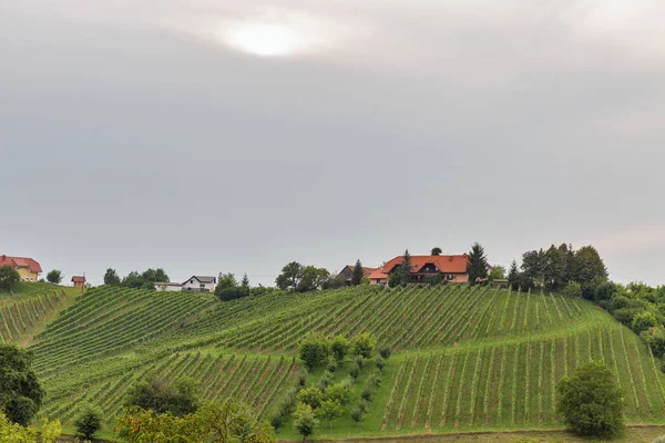 Letní slovinská krajina u Mariboru, Slovinsko. — Stock fotografie