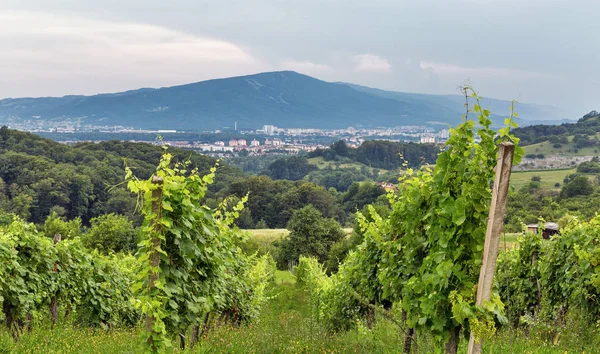 Paisagem de verão perto de Maribor, Eslovénia . — Fotografia de Stock