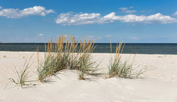 Wild Beach Landscape Prymorske Ukraine Black Sea Close Danube Delta — Stock Photo, Image