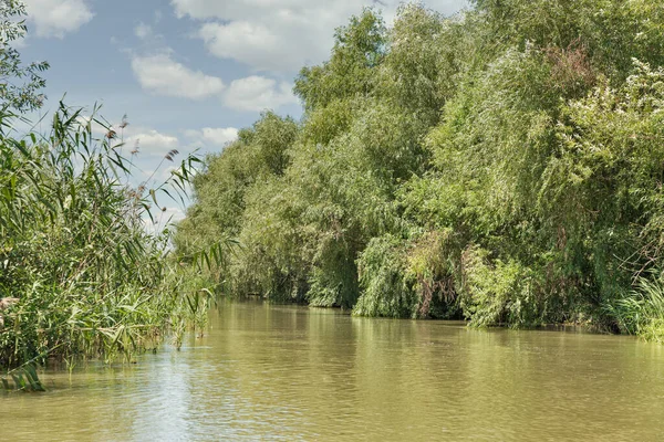 Tuna Biyosfer Ukrayna Nın Vilkove Kentindeki Belgorodske Nehri Yaz Manzarasını — Stok fotoğraf