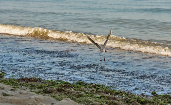 夏のビーチではくちばしに食物と一緒にカモメが飛んでいます ウクライナ — ストック写真