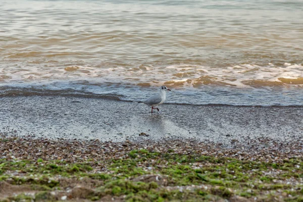 若いカモメと一緒に夏の海のビーチ ウクライナ — ストック写真