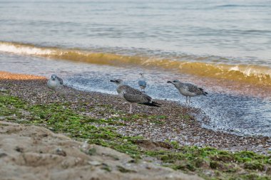 Yürüyen genç martılarla dolu yaz deniz plajı. Karadeniz, Ukrayna.
