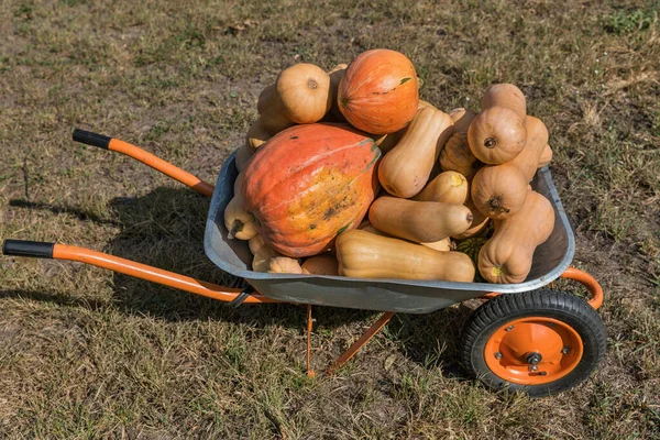 Vagn Full Gula Och Orange Pumpor Närbild Utomhus Trädgården — Stockfoto