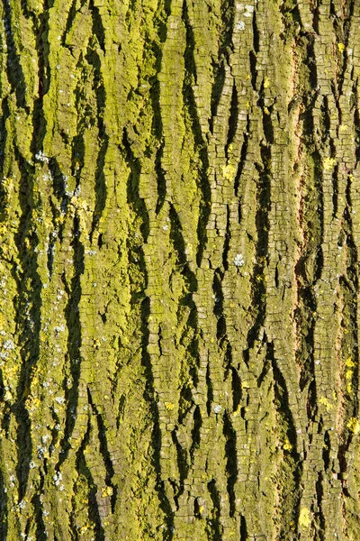 Bark Dari Batang Pohon Dengan Lumut Kuning Atau Lichen — Stok Foto