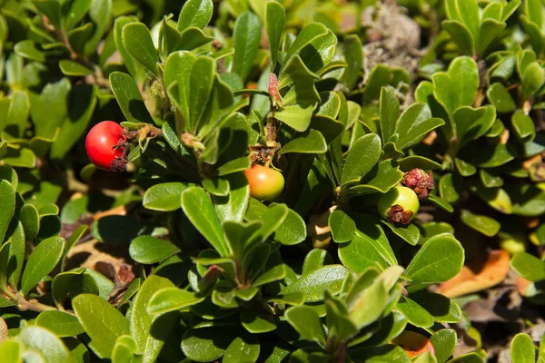 Uva Ursi クマコケモモの つの成熟段階で果物を植える ストック画像
