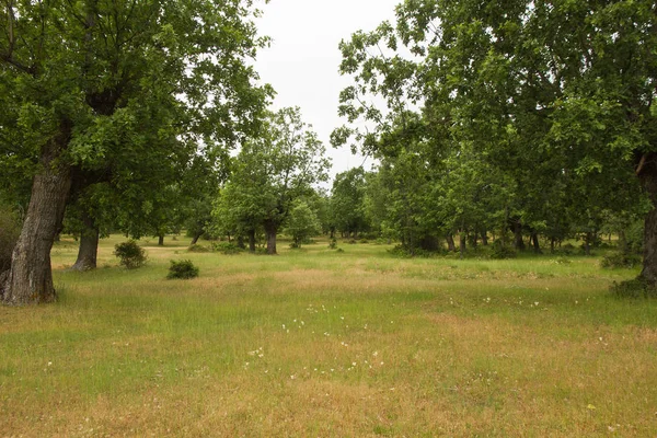 Manzara Manzara Mount Ilkbahar Yaz Yeşil Çarşaflı Yüzüncü Yıl Oaks — Stok fotoğraf