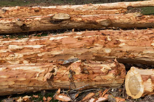 Corte Troncos Árboles Corteza Descortezada Con Hacha Preparada Para Hacer —  Fotos de Stock