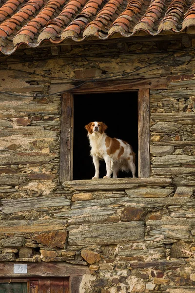 Dog Hispanic Breton Looking Out Window Rural Building Stone Stock Image
