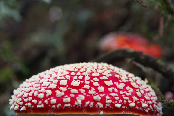 Dettaglio Fungo Cappello Rosso Fly Agaric Amanita Muscaria Con Macchie — Foto Stock