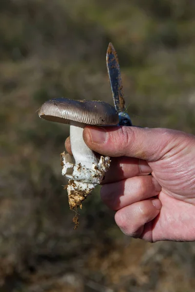 Showing in the hand with a razor an Mushroom Amanitopsis — Stock Photo, Image