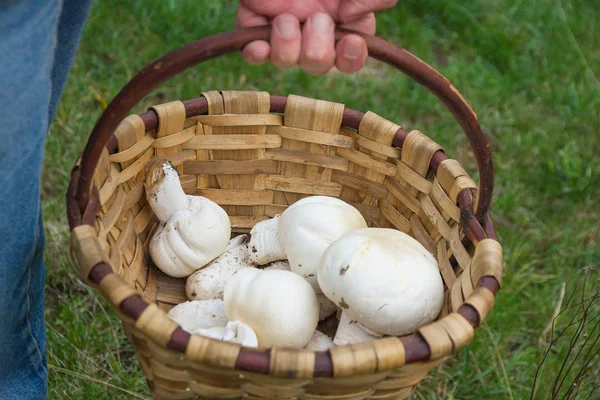 Basket in hand with Mushrooms — Stock Photo, Image