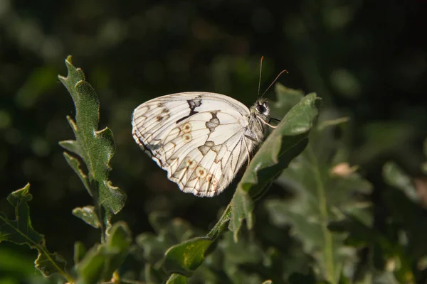 Iberian marbled white Butterfly (Melanargia lachesis) in Oak Leaf — Stock Photo, Image