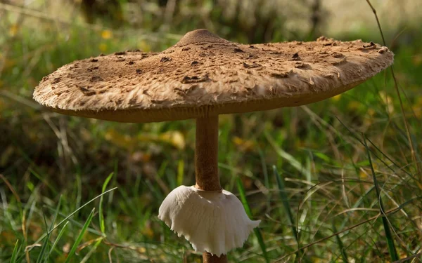 Champiñón parasol en otoño — Foto de Stock