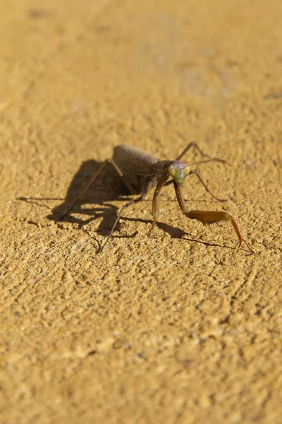 Praying Mantis Ocher Color — Stock Photo, Image