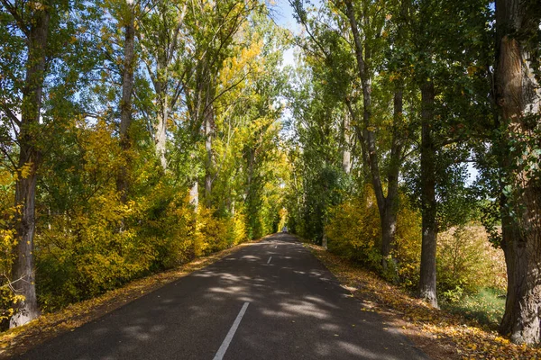 Mooie Secundaire Wegtunnel Gevormd Door Bomen Herfst Tussen Zon Dorp — Stockfoto