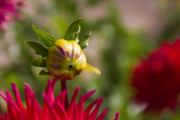 Planta Nascendo Fotografias De Banco De Imagens Imagens Livres De Direitos Autorais Planta Nascendo Depositphotos