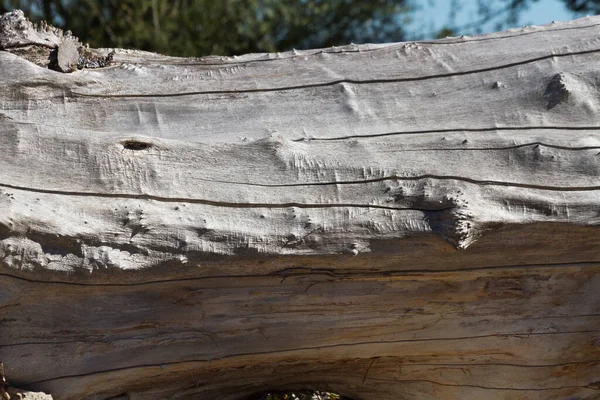 Dry Tree Trunk Cracks Knots Roughness — Stock Photo, Image