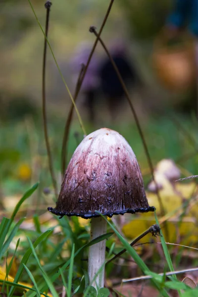 Ein Pilz Coprinus Comatus Herbst Tinte Und Verschwommenen Hintergrund Menschen — Stockfoto