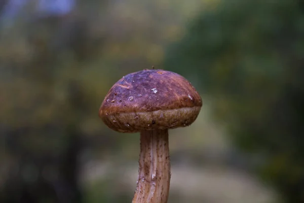 Fungo Boletus Isolato Fondo Sfocato — Foto Stock