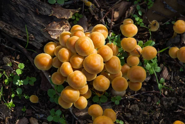 Colonie Champignons Hypholoma Fasciculare Dans Des Débris Ligneux Pourris — Photo