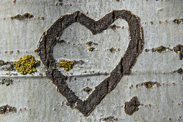 心木の樹皮に刻まれた ロイヤリティフリーのストック写真