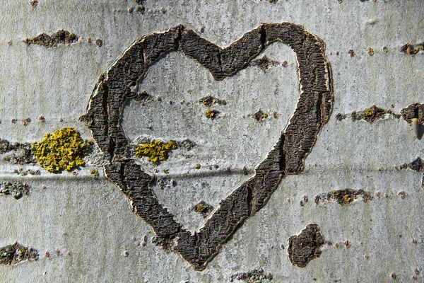 Herz Eingraviert Die Rinde Eines Baumes lizenzfreie Stockfotos