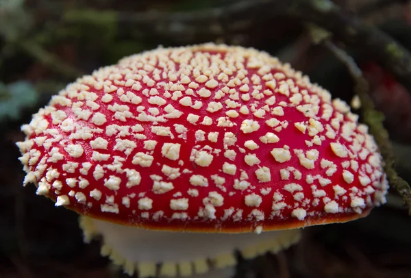 Detalle Hongo Sombrero Rojo Fly Agaric Amanita Muscaria Con Manchas — Foto de Stock