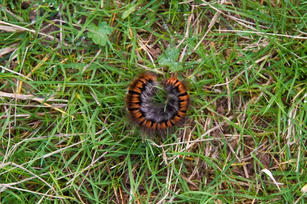 毛毛虫或蠕虫盘绕着草丛中的防御能力 — 图库照片