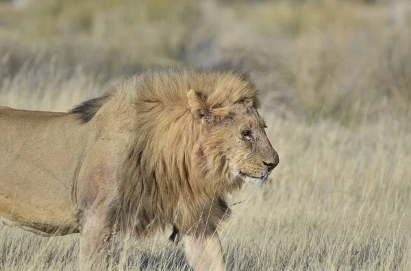 Αρσενικό Λιοντάρι Στο Πάρκο Etosha — Φωτογραφία Αρχείου