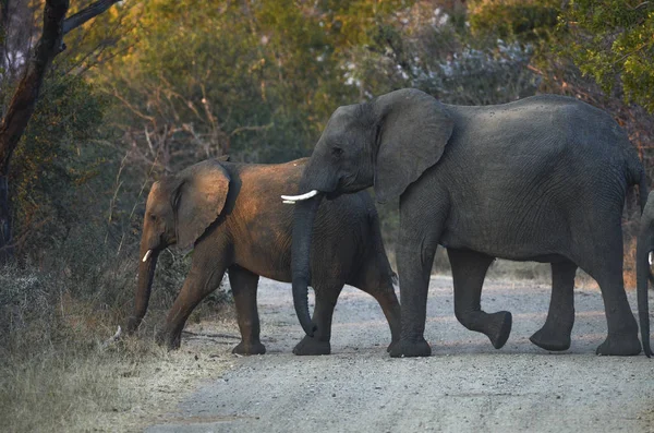 Elefanter Chobe National Park — Stockfoto