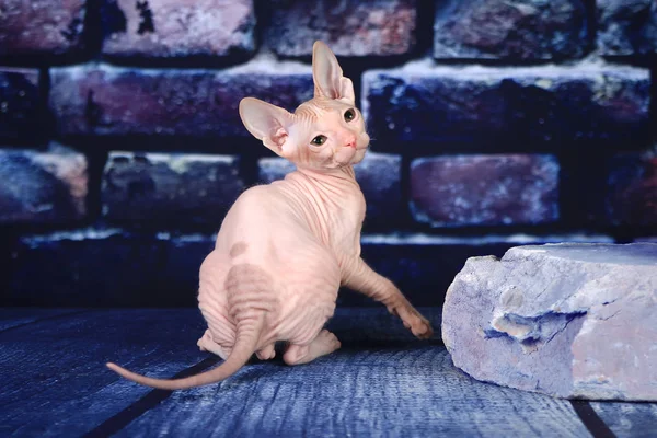 Koťátko Don Sphynx Pozadí Modré Cihlová Zeď — Stock fotografie