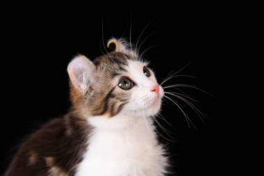 Siyah bir arka plan üzerinde yavru kedi Amerikalı kıvırmak.