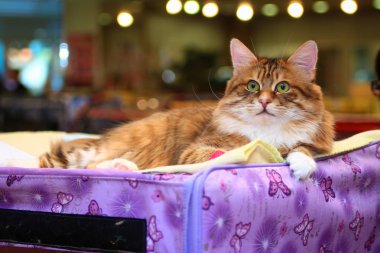 Kedi Kurilian bobtail kedi göstermek çadırına yatıyor