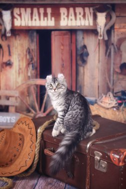 Vahşi Batı tarzında bir bavul üzerinde oturan Kitty Amerikan Curl