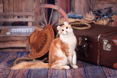 Vahşi Batı tarzında bir bavul yakın oturan Kitty Amerikan Curl