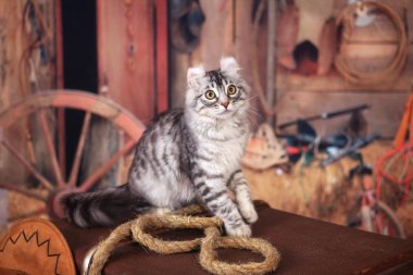 Vahşi Batı tarzında bir bavul üzerinde oturan Kitty Amerikan Curl