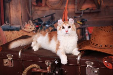 Kitty Amerikan Curl Vahşi Batı tarzında bir bavul üzerinde