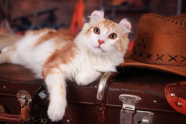 Kitty Amerikan Curl Vahşi Batı tarzında bir bavul üzerinde