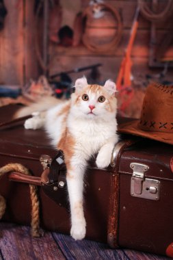Kitty Amerikan Curl Vahşi Batı tarzında bir bavul üzerinde