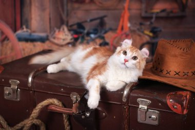 Kitty Amerikan Curl Vahşi Batı tarzında bir bavul üzerinde