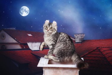 Amerikan Curl gece evin çatısında, yavru kedi