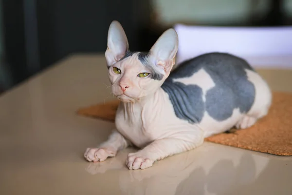 Chaton Don Sphynx Sur Table — Photo