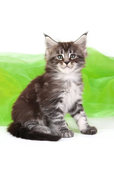 Maine Coon Cica Fehér Háttér Zöld Organza — Stock Fotó