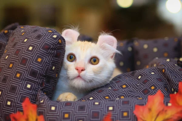 American Curl Kitten Gatto Mostra Sta Mentendo — Foto Stock