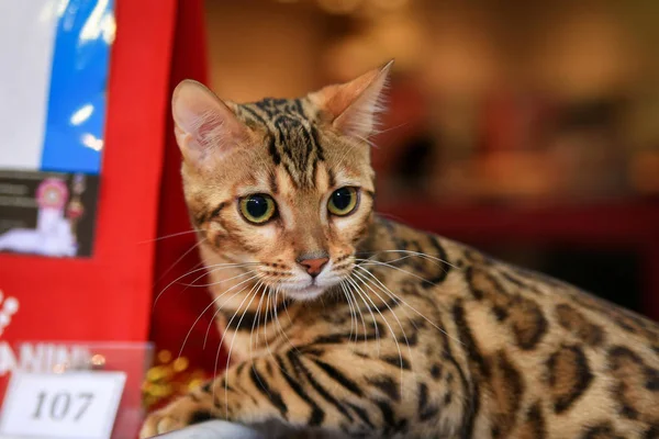 Бенгальська Кішка Котячому Шоу — стокове фото