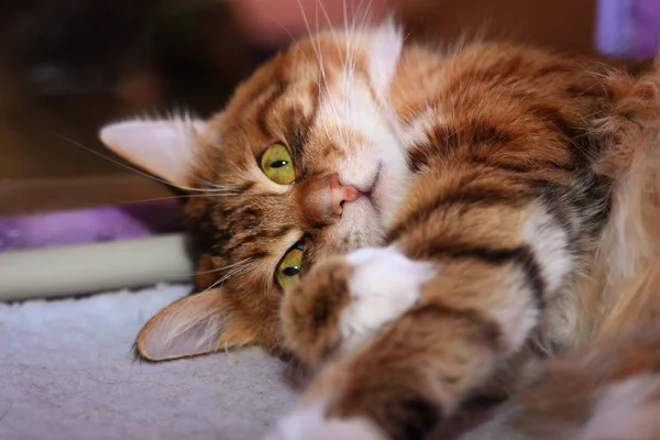 Gato Kurilian Bobtail Encuentra Una Tienda Campaña Espectáculo Gatos —  Fotos de Stock