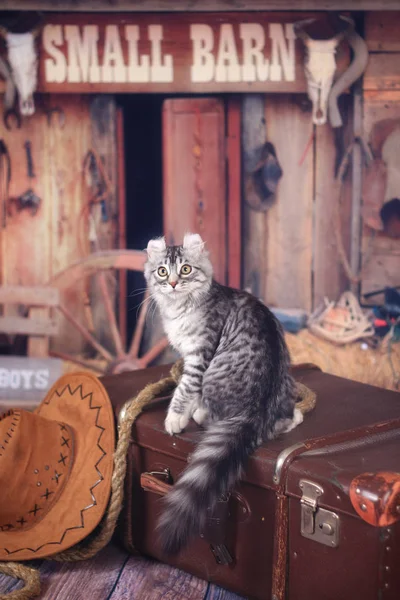 Kitty Amerikai Curl Egy Bőröndöt Stílus Wild West — Stock Fotó