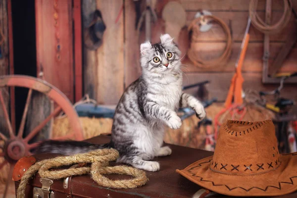 Kitty Americké Curl Sedí Kufru Stylu Divokého Západu — Stock fotografie